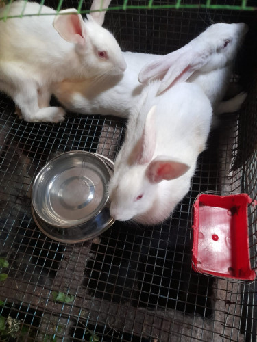 WHITE GIANT PURE BREED RABBITS FOR SALE